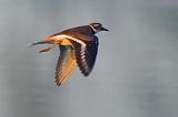 Killdeer In Flight_45750